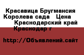 Красавица Бругмансия-Королева сада › Цена ­ 250 - Краснодарский край, Краснодар г.  »    